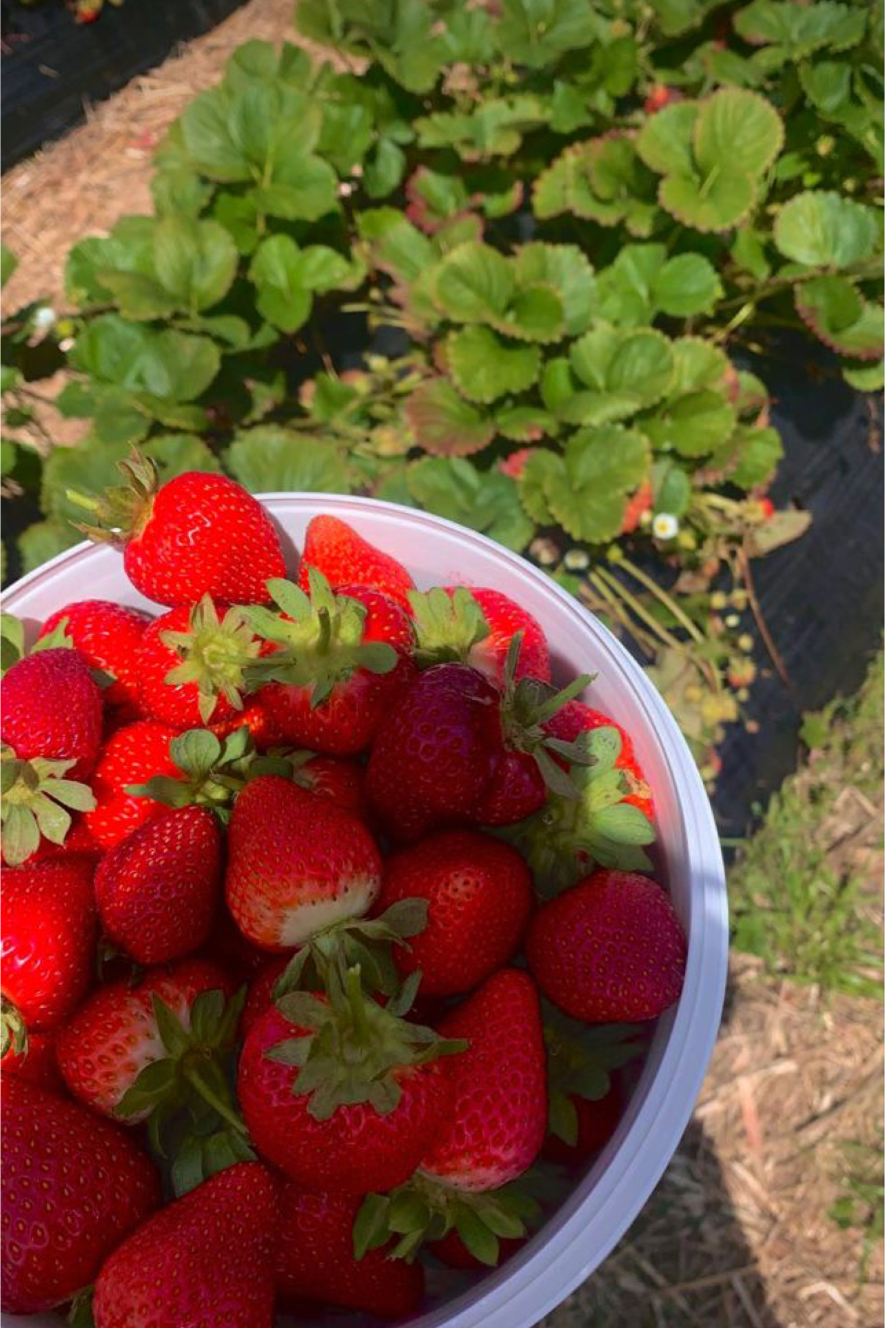 فروش توت فرنگی