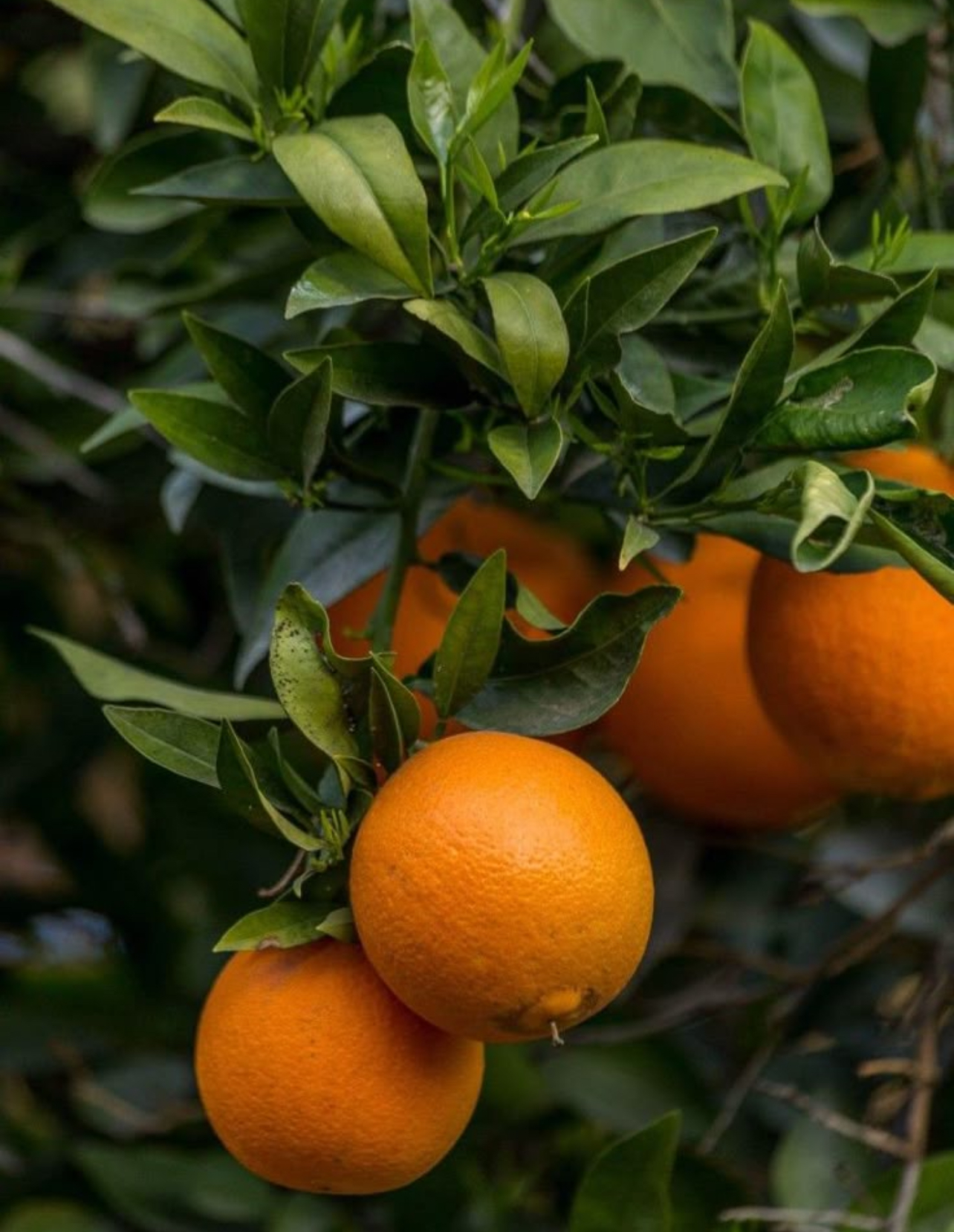 فروش پرتقال تامسون