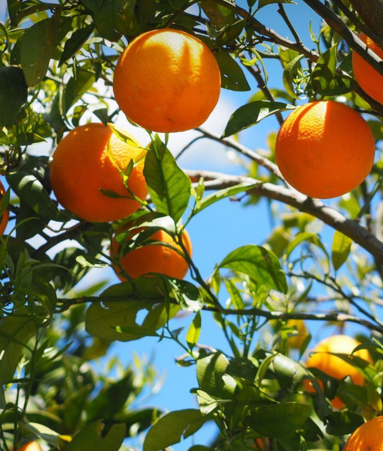 فروش پرتقال بیروتی