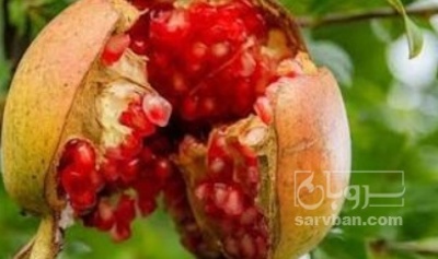 فروش انار توری