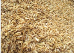 فروش  شالی برنج