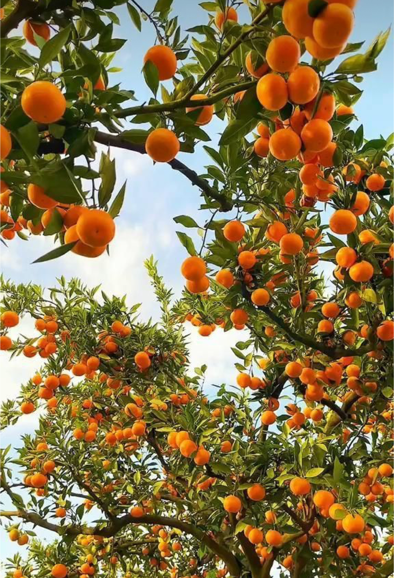 فروش پرتقال تامسون