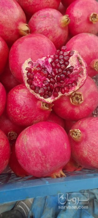 فروش انار