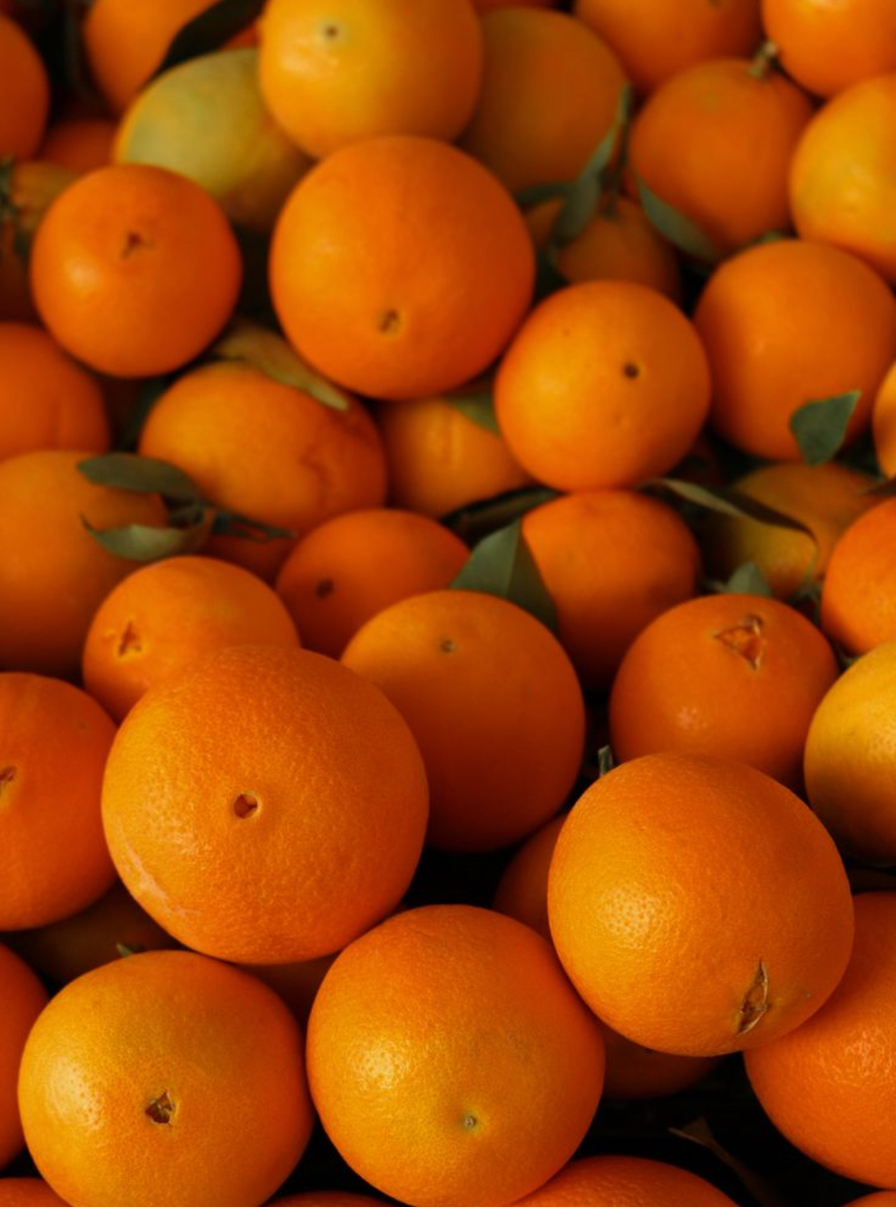 فروش پرتقال تامسون