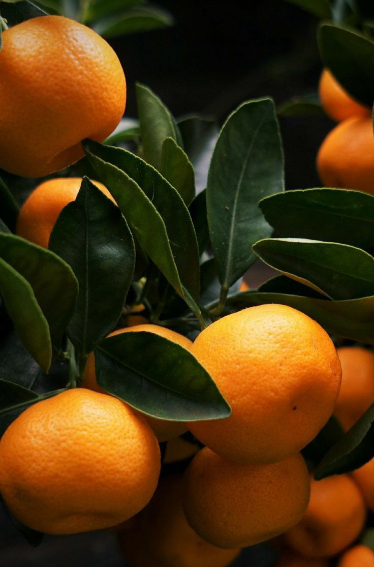 فروش نارنگی پیچ