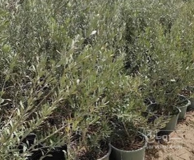 فروش نهال زیتون