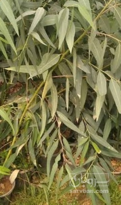 فروش اکالیپتوس (گیاه‌ دارویی)