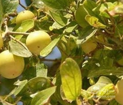 فروش نهال کنار