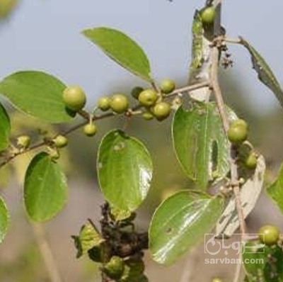 فروش نهال کنارپیوندی