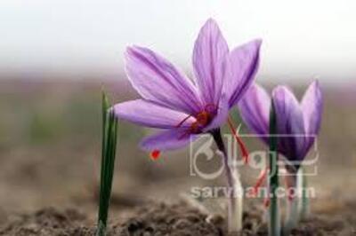 فروش زعفران (گیاه‌ دارویی)