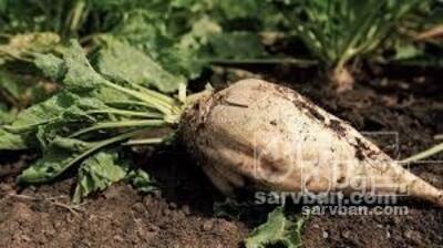 فروش چغندر قند