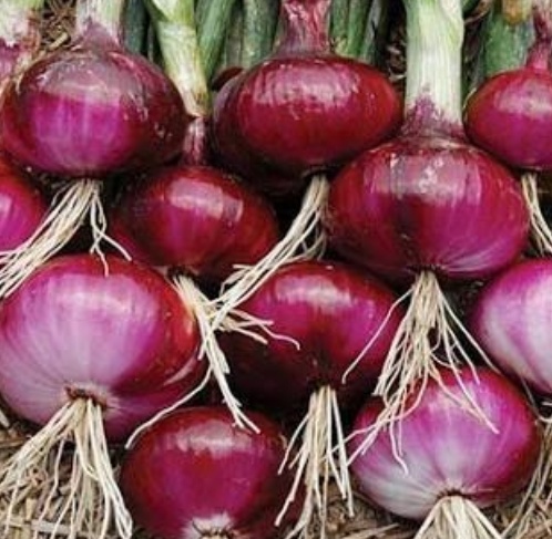 فروش پیاز قرمز