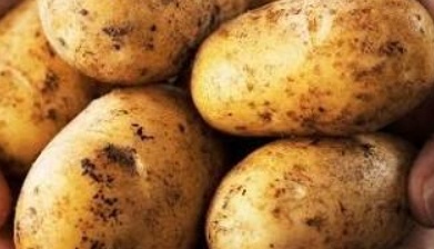 فروش سیب زمینی