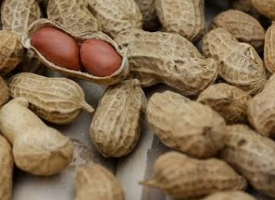 فروش بادام زمینی بی قلاف