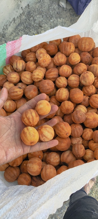 فروش لیمو خشک