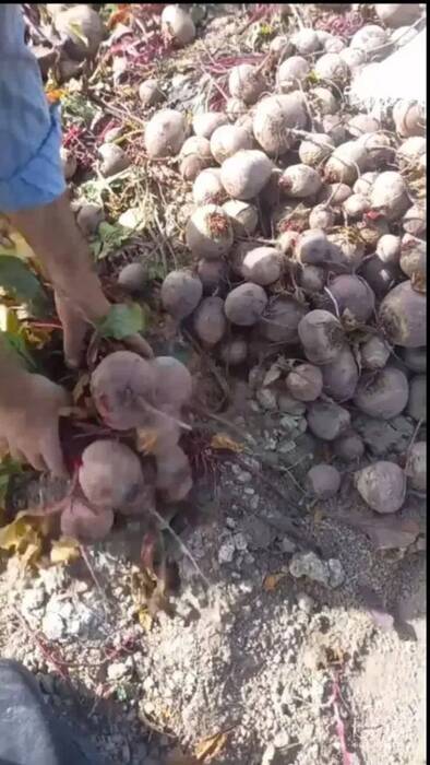 فروش چغندر لبو
