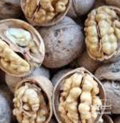 فروش گردو