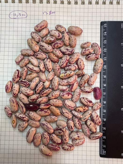 فروش لوبیا چیتی