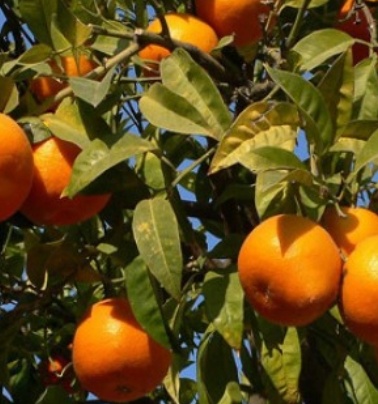 فروش نارنگی