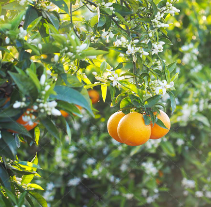 فروش پرتقال