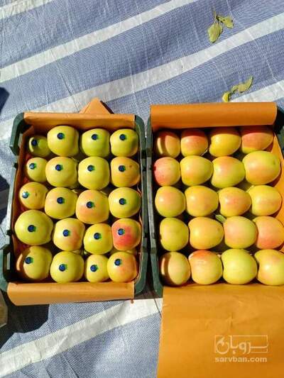 فروش سیب