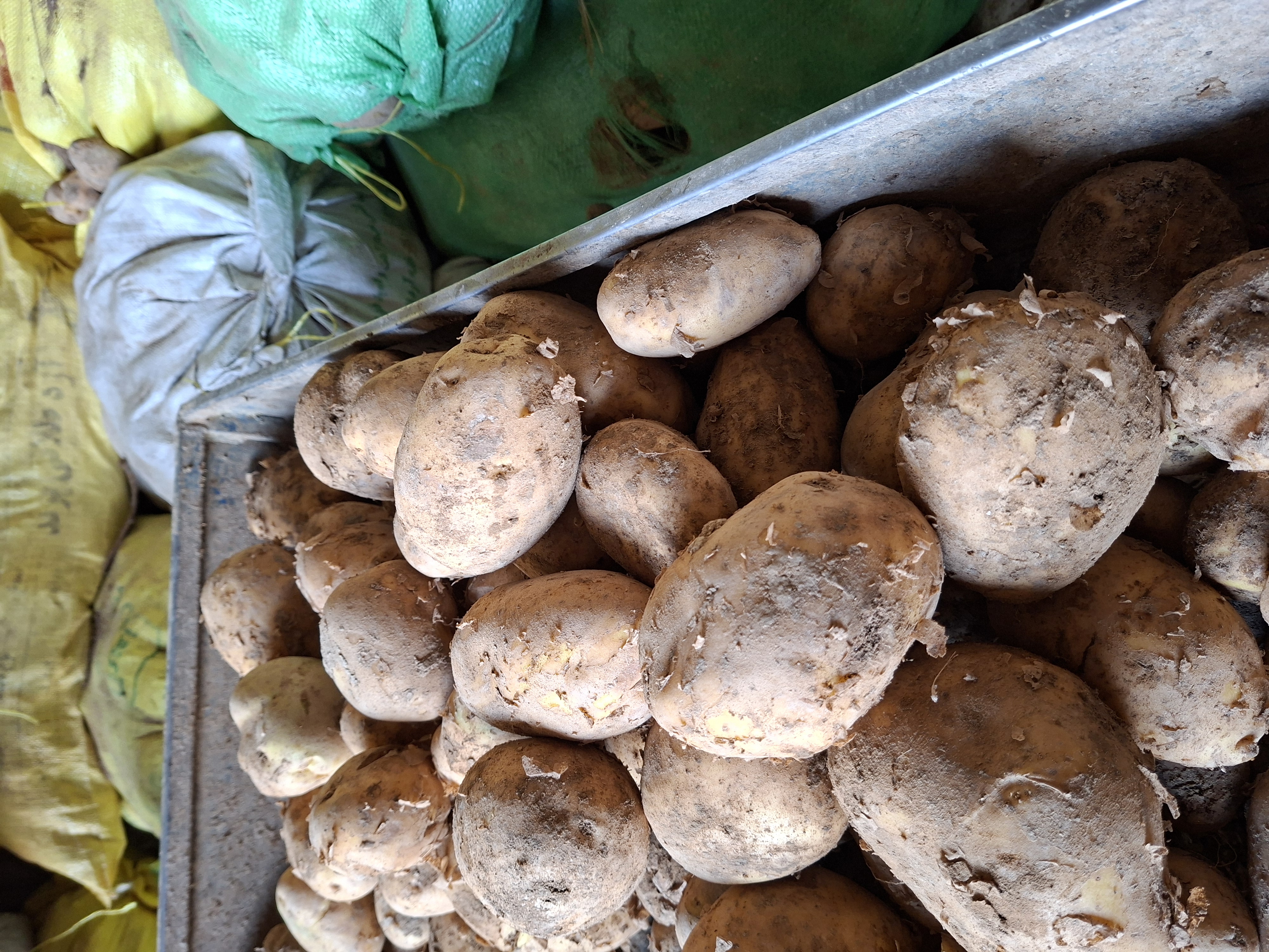 فروش سیب زمینی  بذری