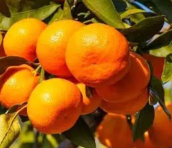 فروش نارنگی پیچ