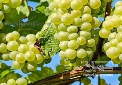 فروش انگور