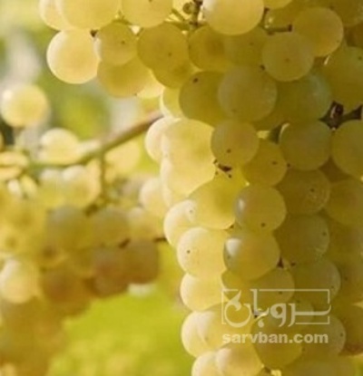فروش انگور