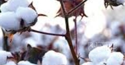 فروش پنبه