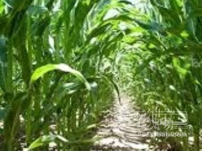 فروش چاپر ذرت - سیلاژ ذرت