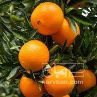 فروش پرتقال تامسون