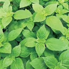 فروش ریحان (گیاه‌ دارویی)