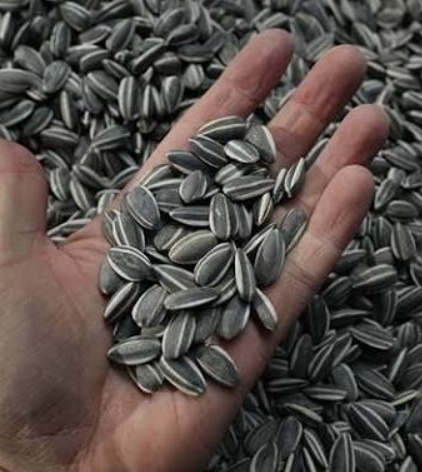 فروش تخمه آفتابگردان بود داده