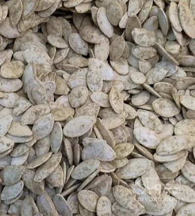 فروش تخمه  کدو بو داده
