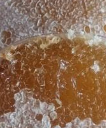 فروش عسل چمبره