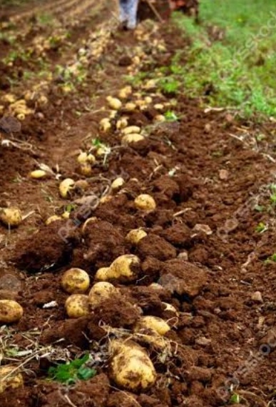 فروش سیب زمینی اگریا بذری