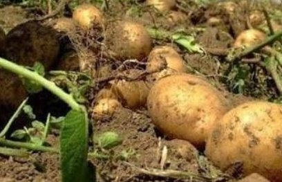 فروش سیب زمینی سانتا بذری