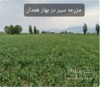 فروش سیر