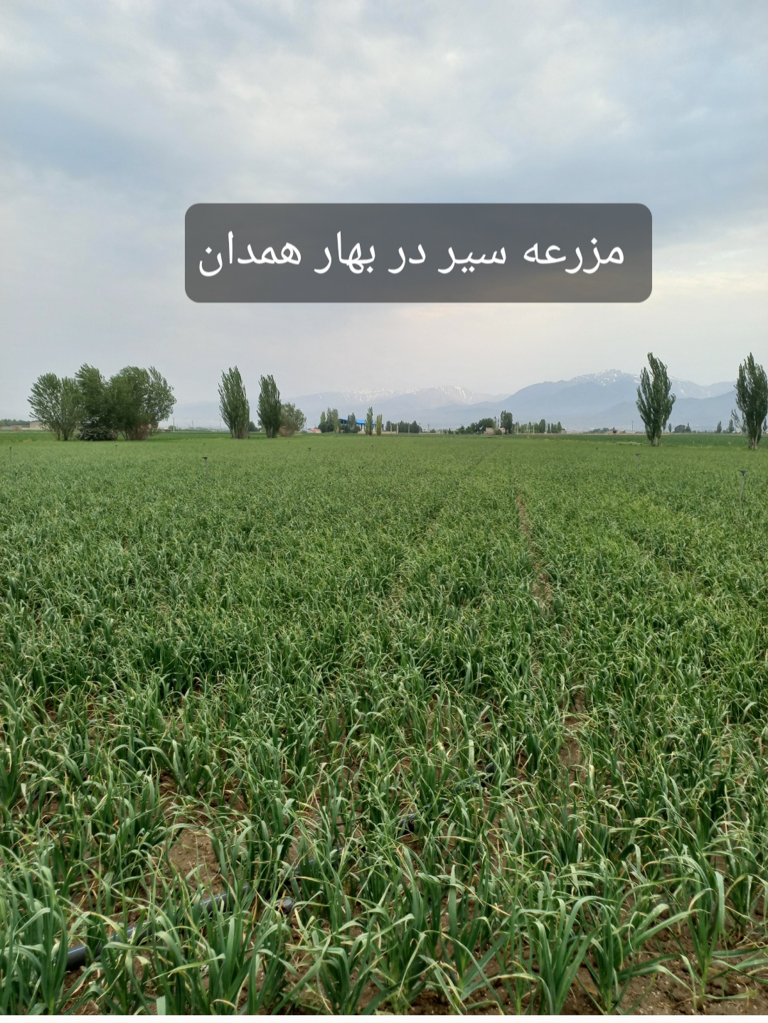 فروش سیر