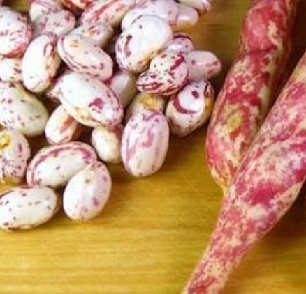 فروش لوبیا چیتی