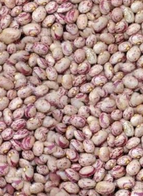 فروش لوبیا چیتی