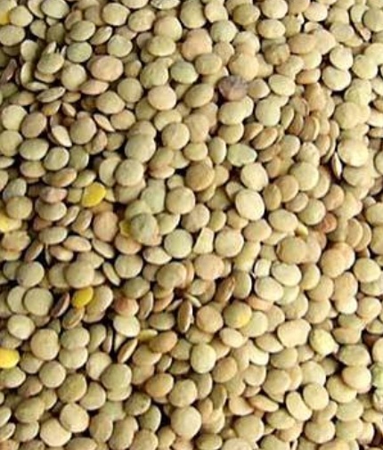 فروش عدس