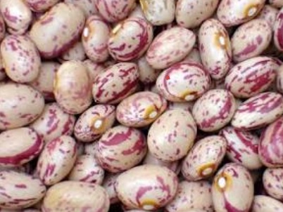 فروش لوبیا چیتی