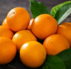 فروش پرتقال