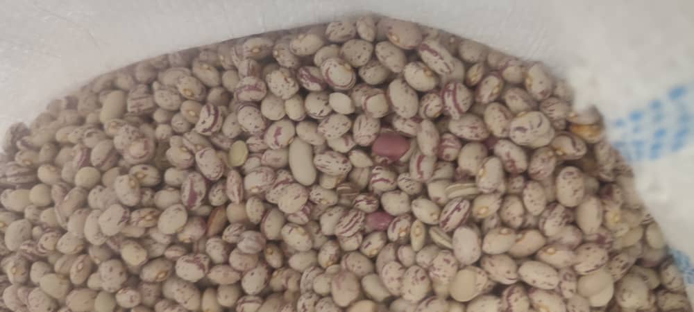 فروش لوبیا چیتی