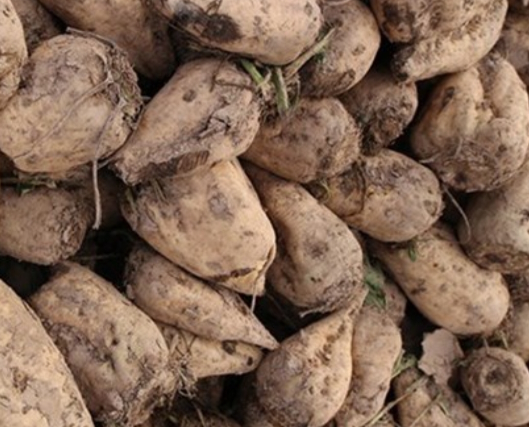 فروش چغندر قند