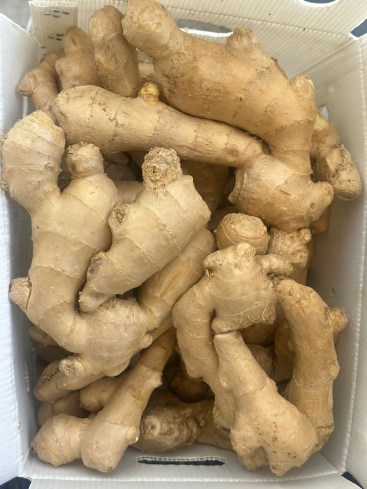 فروش زنجبیل (گیاه‌ دارویی)