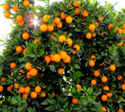 فروش پرتقال