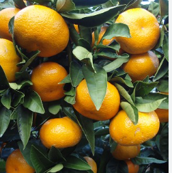 فروش نارنگی ژاپنی